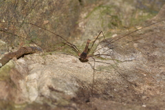 Neopantopsalis thaumatopoios