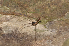 Neopantopsalis thaumatopoios