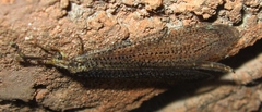 Brachynemurus
