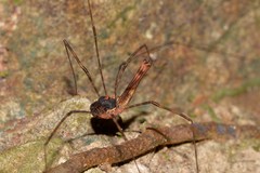 Neopantopsalis thaumatopoios