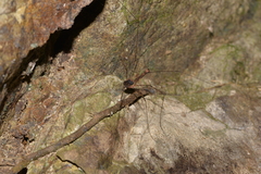 Neopantopsalis thaumatopoios