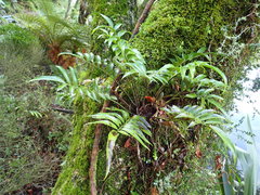 Asplenium oblongifolium
