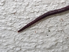Oligochaeta