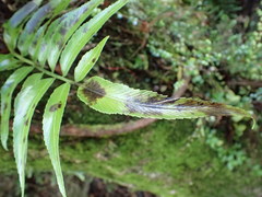 Asplenium oblongifolium