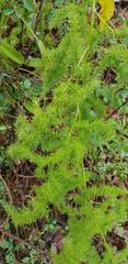 Asparagus africanus