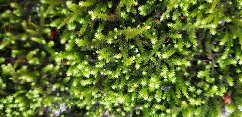 Fabronia pilifera observed 2020-10-02