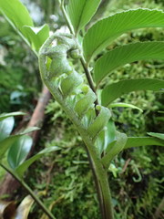 Asplenium oblongifolium