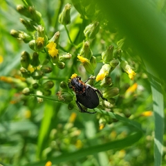 Strigoderma sulcipennis