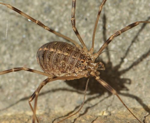 Opilio saxatilis