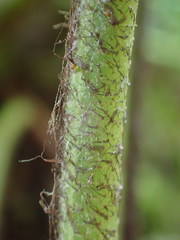 Asplenium oblongifolium