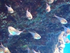 Pempheris rhomboidea