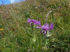 Centaurea nervosa