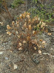 Ferulago galbanifera