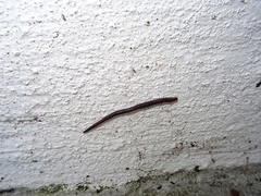 Oligochaeta