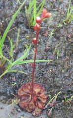 Drosera burkeana
