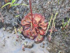 Drosera burkeana