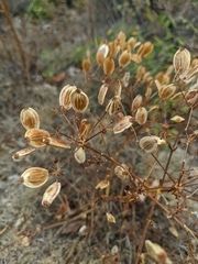 Ferulago galbanifera