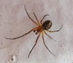 Theridion pictum