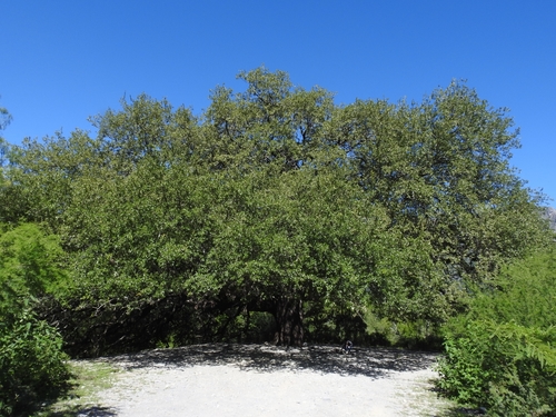 Texas live oak