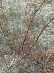 Ferulago galbanifera