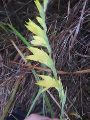 Gladiolus pubigerus