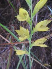 Gladiolus pubigerus