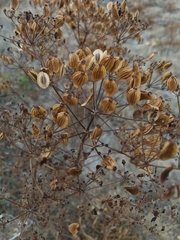 Ferulago galbanifera