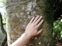 Phyllocladus trichomanoides