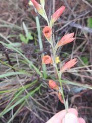 Gladiolus pubigerus
