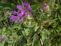 Centaurea nervosa