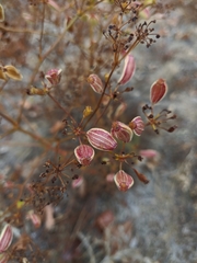 Ferulago galbanifera