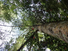 Phyllocladus trichomanoides