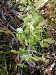 Thalictrum flavum
