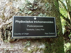 Phyllocladus trichomanoides