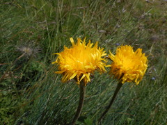 Hypochaeris uniflora