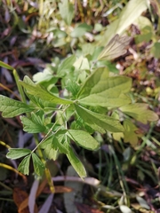 Thalictrum flavum