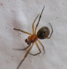 Theridion pictum