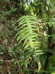 Microsorum scandens
