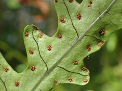 Microsorum scandens
