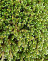 Selaginella dregei