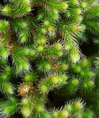 Selaginella dregei
