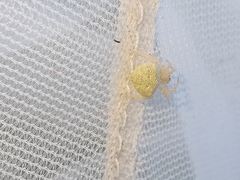 Araneus triguttatus