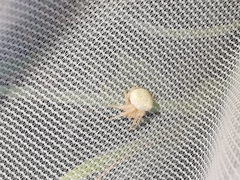 Araneus triguttatus