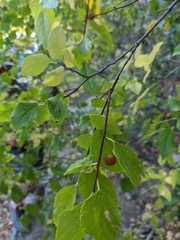 Celtis planchoniana