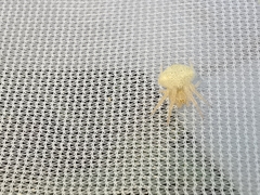 Araneus triguttatus