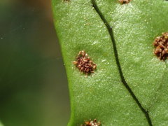 Microsorum scandens