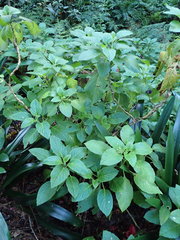 Lobelia physaloides