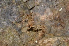 Australomimetus pseudomaculosus