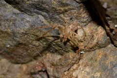 Australomimetus pseudomaculosus