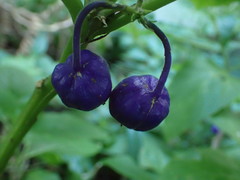 Lobelia physaloides